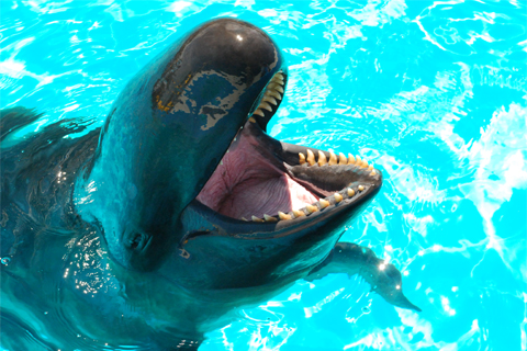 False killer whale calf