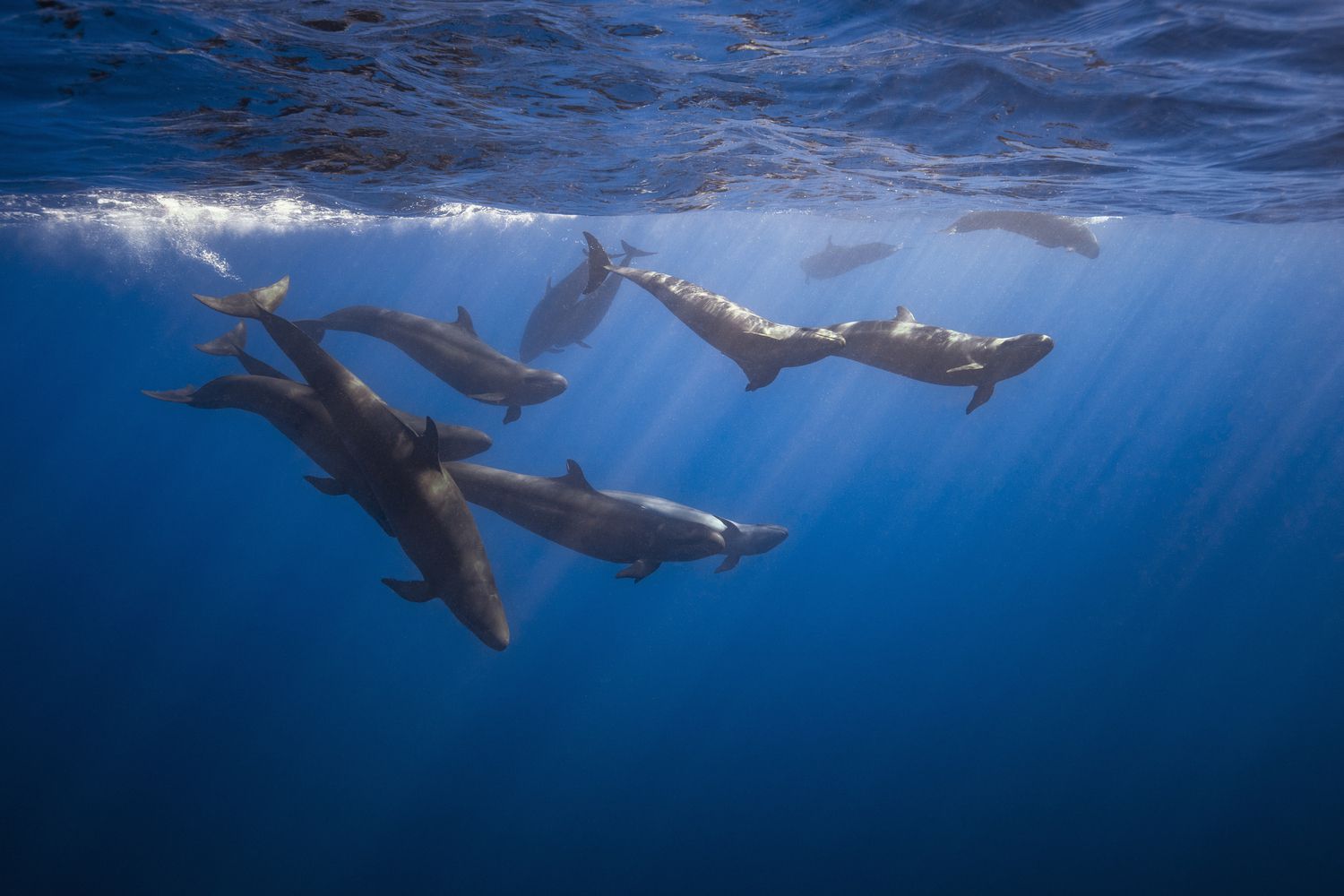 Pack of cetaceans hunting